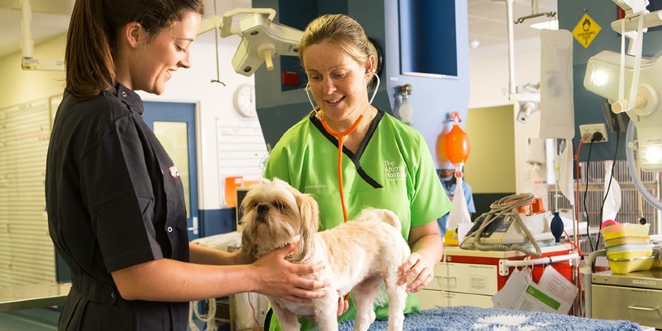 动物医院的两个兽医正在检查一只白色的小狗.