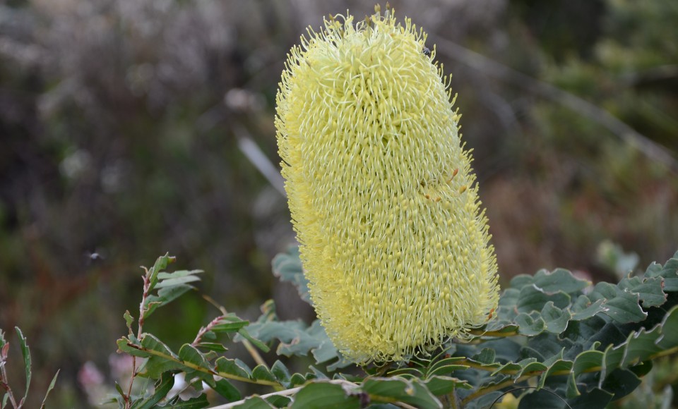 一朵黄色的牛蒡花(banksia grandis).