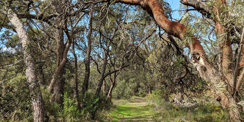 在Banksia林地的一块空地周围的树木.