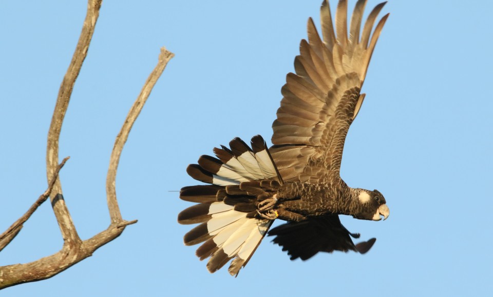 卡纳比黑凤头鹦鹉站在高高的树枝上，展开翅膀.