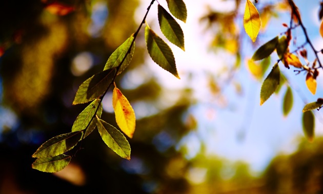A closeup photo of leaves against a background of trees and sky