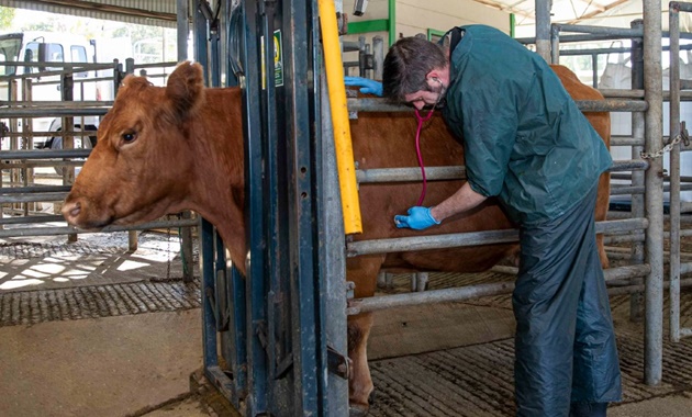 大发体育在线大学珀斯校区的校园农场，一名兽医学生正在检查一头奶牛.