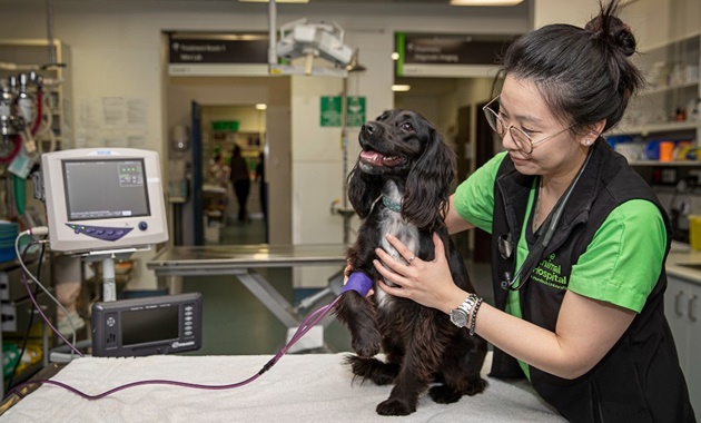 一名兽医学生在动物医院检查一只狗.