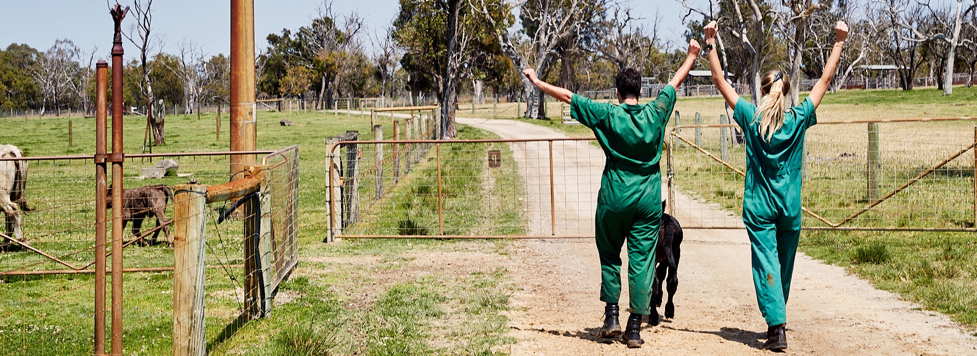 两个兽医学生走在一只小山羊后面，他们举起手臂表示胜利.