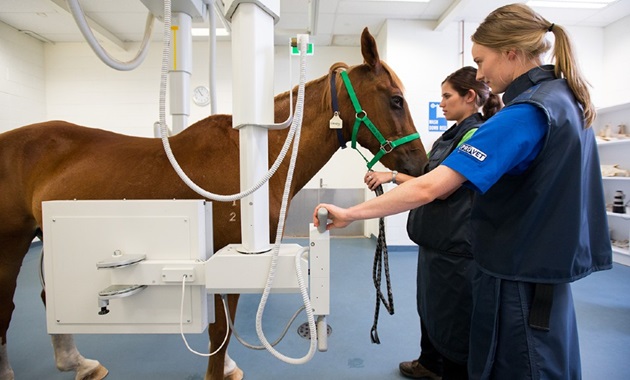 在兽医诊所接受x光检查的马.
