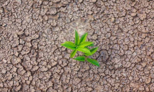 A seedling growing out of a crack in dry earth.