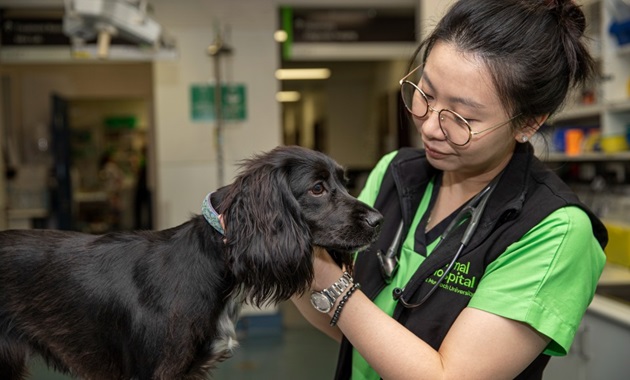 ag体育投注动物医院的兽医正在检查一只小黑狗.
