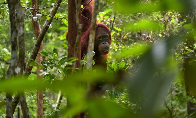 Orangutan in tropical rainforest