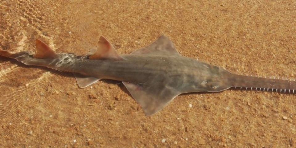 Saving critical sawfish nursery habitats