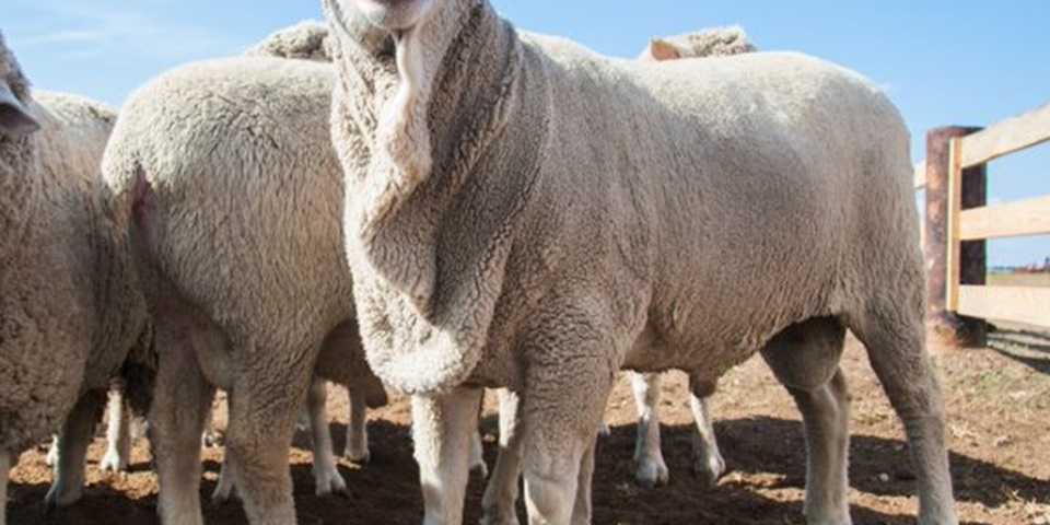 close up of sheep