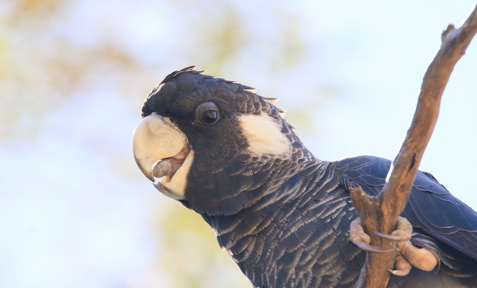 Close up black cockatoo