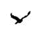 cockatoo-small icon