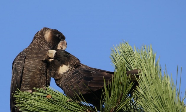 black cockatoo couple