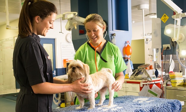 A dog being checked by vets at The Animal Hospital at Murdoch