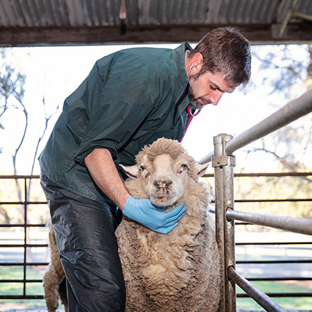 Man with a sheep