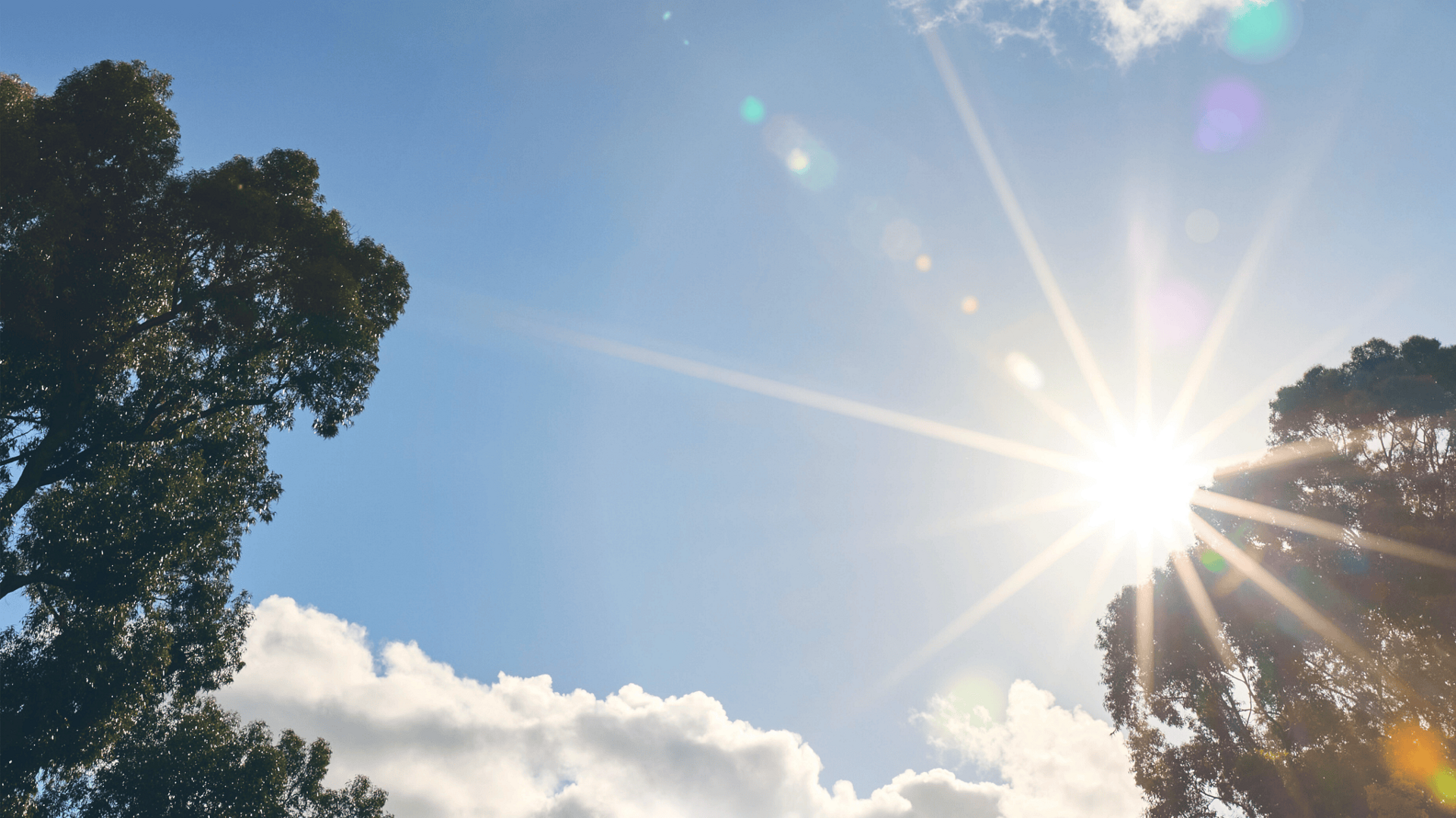 Sun glaring through trees