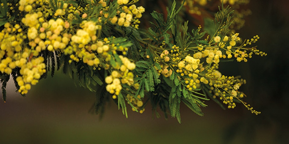 Native Australian yellow coloured flora