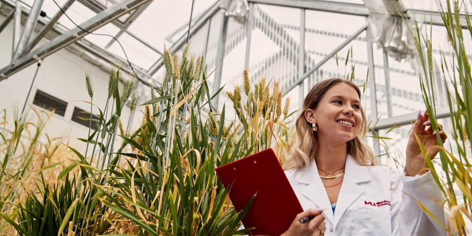 Female student in a greenhouse inspecting wheat