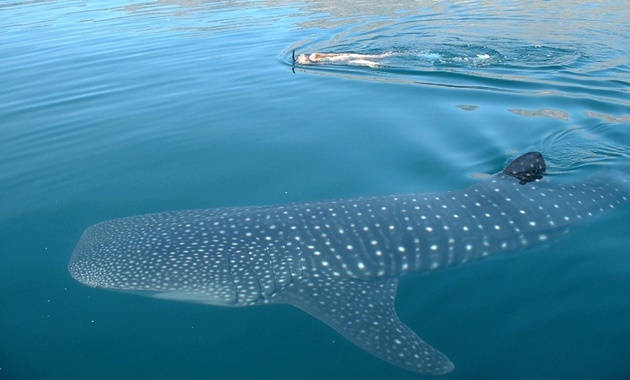 A snorkeler in the water next to a whale shark.