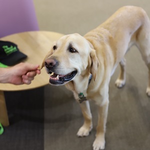 library-therapy-dog-sam