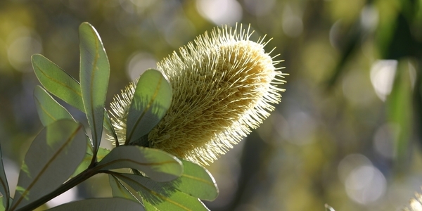 Closeup of Banksia plant