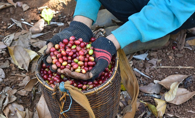 Arabica Coffee Farmer