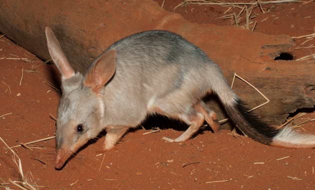 bilby in red dirt