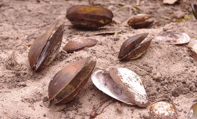 Australian mussel species feature