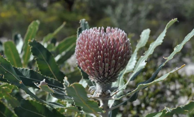 Banksia plant