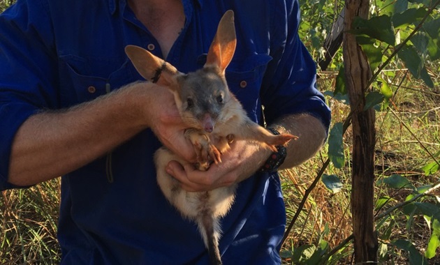 Bilby research feature