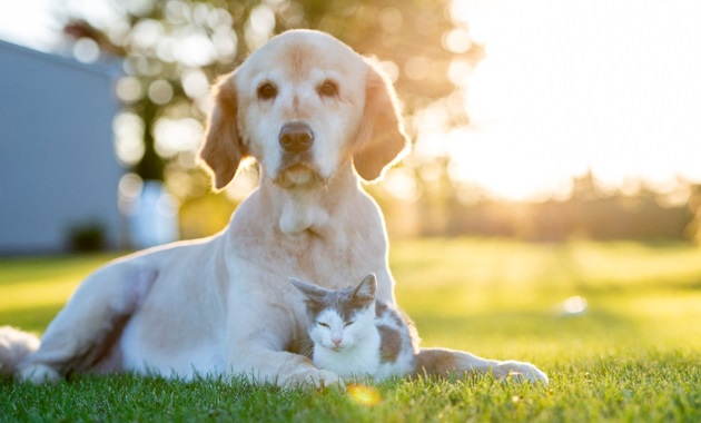 a cat and a dog relaxing together on the lawn in the sun