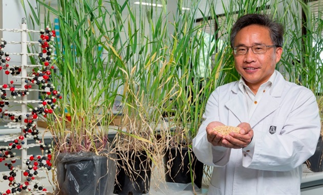 Professor Chengdao Li holding barley in a greenhouse