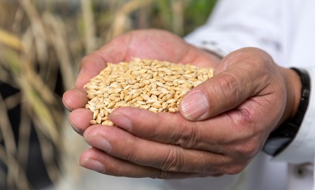 Hands holding barley