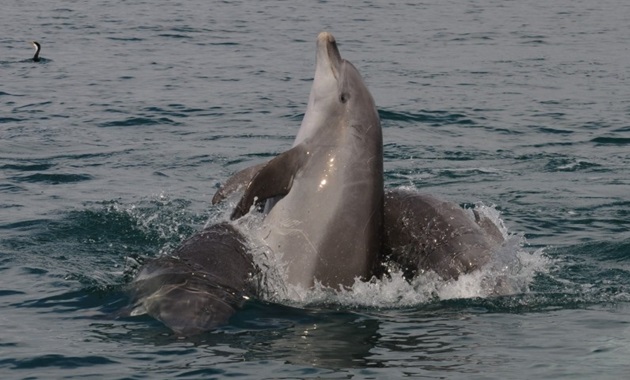 Resident male dolphins socialising in Cockburn Sound, Western Australia