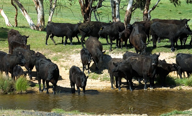 Cows drinking feature