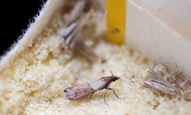 A destructive flour beetle, one of 200 different species found on a single cruise ship