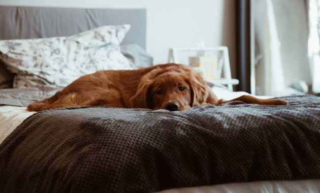 Dog sitting on bed