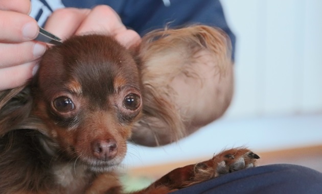 Person using tweezers to remove insects from dog