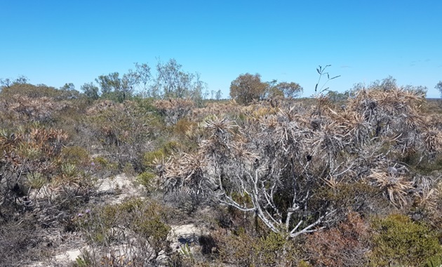 Drought-affected landscape