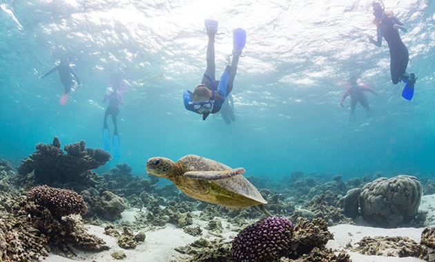 Students snorkelling over a turtle