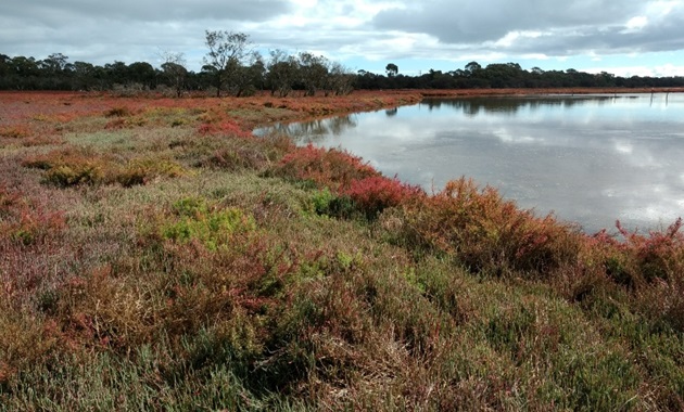 Healthy saltmarsh wetland