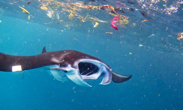 Microplastics, manta ray feature