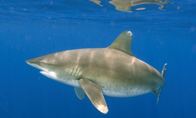 Oceanic whitetip shark Lance Jordan feature