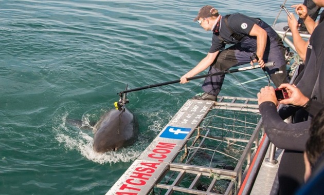 Oliver Jewell attaching a camera to a white shark