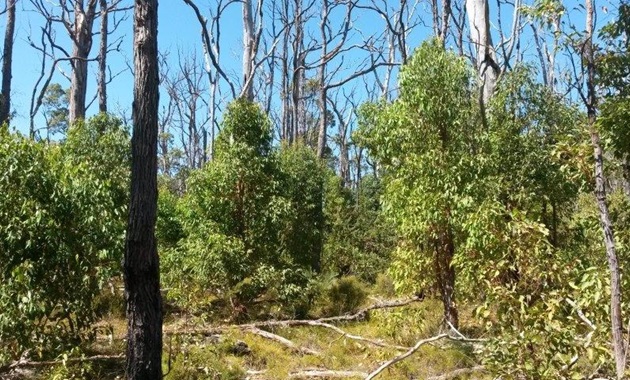 Regrowth in the Northern Jarrah Forest