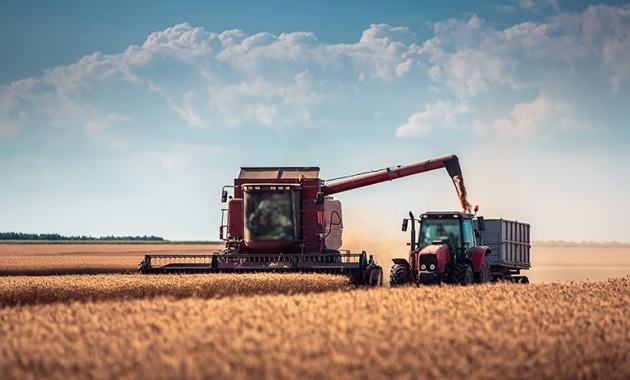 Researchers developing elite disease-resistant barley varieties