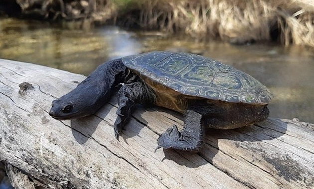 Snake-necked turtle