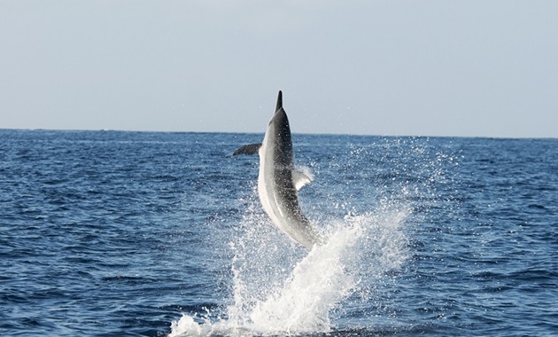 dolphin leaping