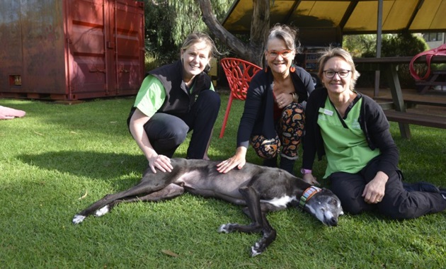 Animal Hospital staff and donor dog owner with Archie the greyhound