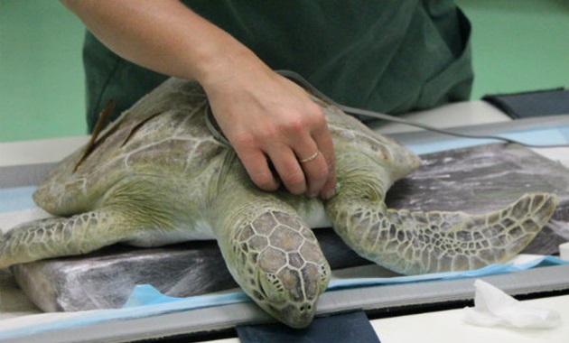 Helping the sea turtle which lost its dive